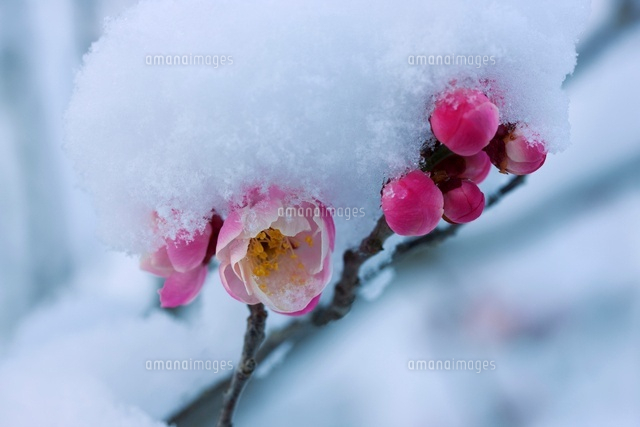 紅梅と雪
(c)NOBUAKI SUMIDA/SEBUN PHOTO
