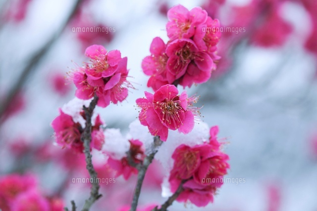 紅梅と雪
(c)NOBUAKI SUMIDA/SEBUN PHOTO