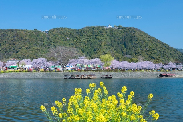 岩国城とナノハナ
(c)NOBUAKI SUMIDA/SEBUN PHOTO