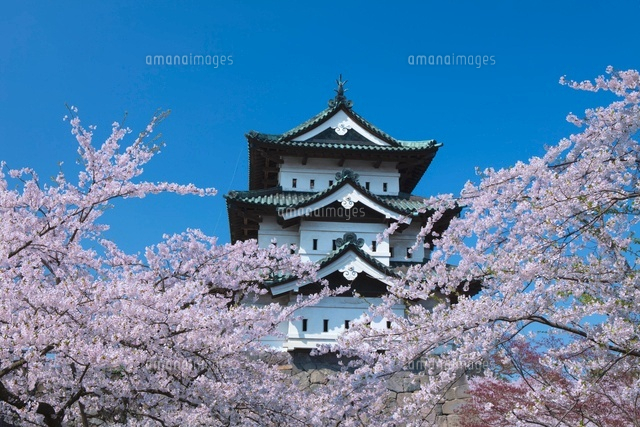 弘前城の桜
(c)NOBUAKI SUMIDA/SEBUN PHOTO