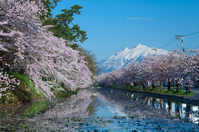 桜と濠と岩木山
(c)NOBUAKI SUMIDA/SEBUN PHOTO