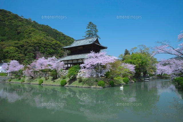 桜の吉香公園
(c)NOBUAKI SUMIDA/SEBUN PHOTO
