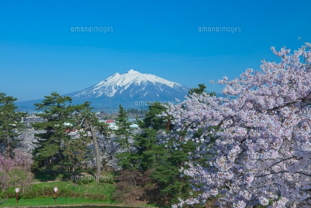 弘前城の桜と岩木山
(c)NOBUAKI SUMIDA/SEBUN PHOTO