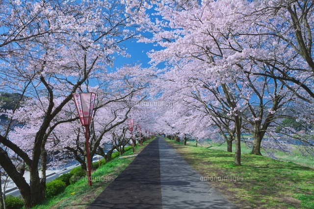 斐伊川堤防の桜並木
(c)NOBUAKI SUMIDA/SEBUN PHOTO
