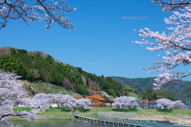斐伊川堤防の桜
(c)NOBUAKI SUMIDA/SEBUN PHOTO