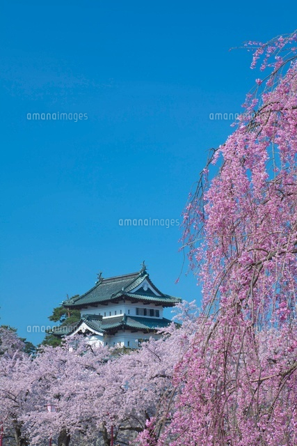 弘前城としだれ桜
(c)NOBUAKI SUMIDA/SEBUN PHOTO