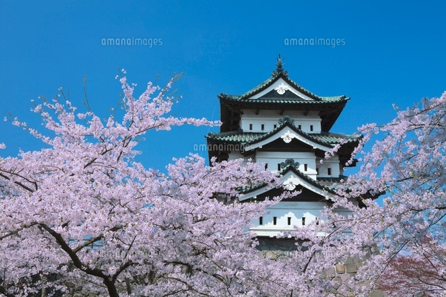 弘前城の桜
(c)NOBUAKI SUMIDA/SEBUN PHOTO
