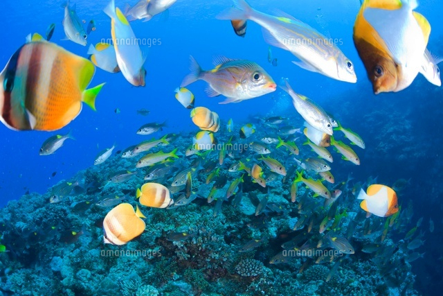 熱帯魚とサンゴ
(c)NOBUAKI SUMIDA/SEBUN PHOTO