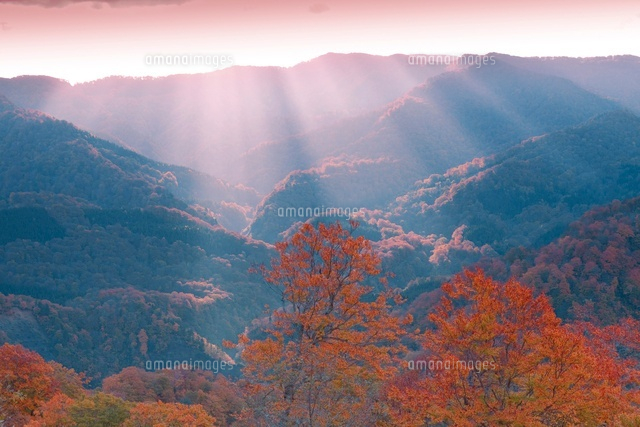光芒の白神山地とブナ
(c)NOBUAKI SUMIDA/SEBUN PHOTO