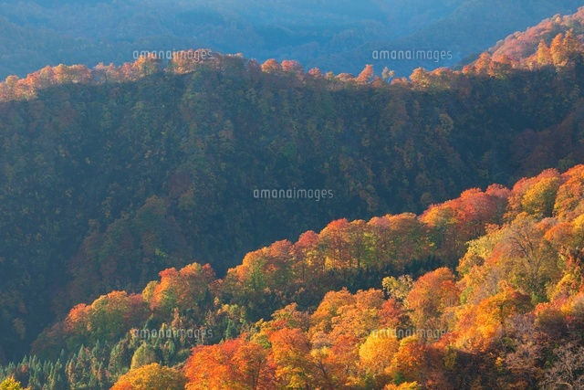 朝の白神山地とブナ
(c)NOBUAKI SUMIDA/SEBUN PHOTO