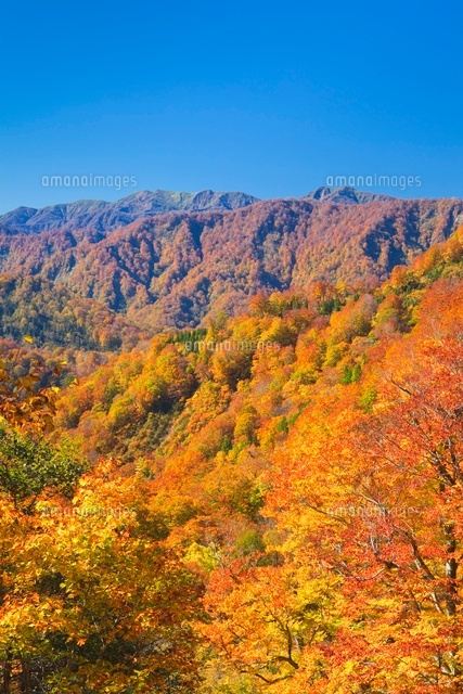 紅葉の双耳峰と向白神岳のブナ
(c)NOBUAKI SUMIDA/SEBUN PHOTO