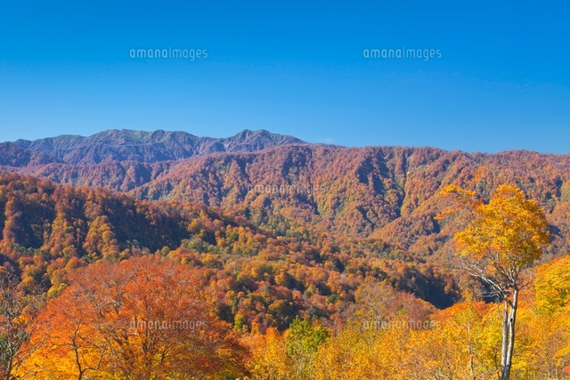 紅葉の双耳峰と向白神岳のブナ
(c)NOBUAKI SUMIDA/SEBUN PHOTO