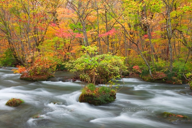 秋の奥入瀬渓流
(c)NOBUAKI SUMIDA/SEBUN PHOTO