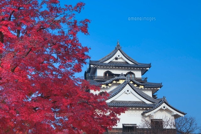 紅葉の彦根城
(c)NOBUAKI SUMIDA/SEBUN PHOTO