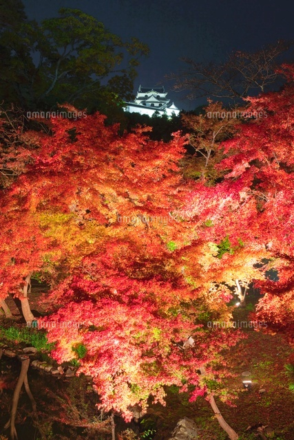 紅葉の玄宮園と彦根城のライトアップ
(c)NOBUAKI SUMIDA/SEBUN PHOTO