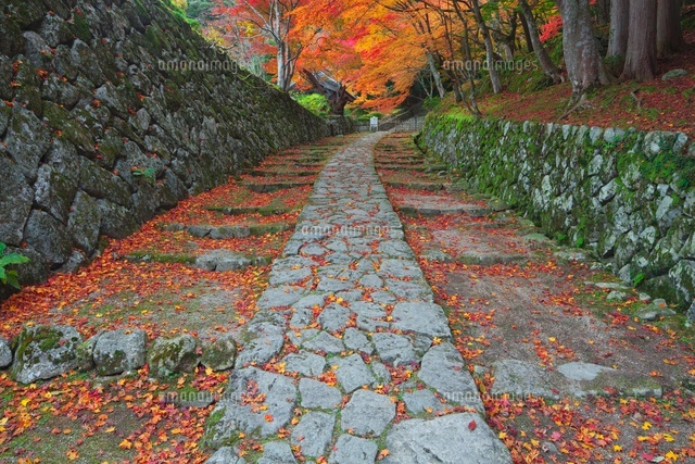 秋の百済寺参道
(c)NOBUAKI SUMIDA/SEBUN PHOTO