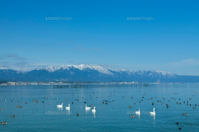 コハクチョウと雪の比良山と琵琶湖
(c)NOBUAKI SUMIDA/SEBUN PHOTO