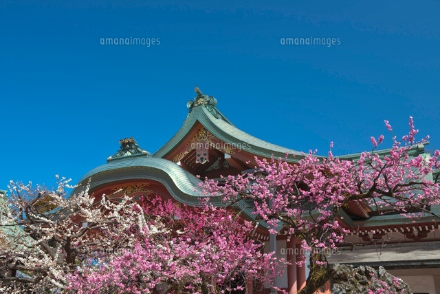 北野天満宮と梅
(c)NOBUAKI SUMIDA/SEBUN PHOTO