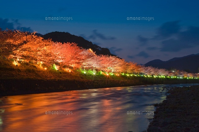 河津桜と河津川のライトアップ
(c)NOBUAKI SUMIDA/SEBUN PHOTO