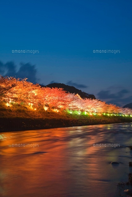 河津桜と河津川のライトアップ
(c)NOBUAKI SUMIDA/SEBUN PHOTO