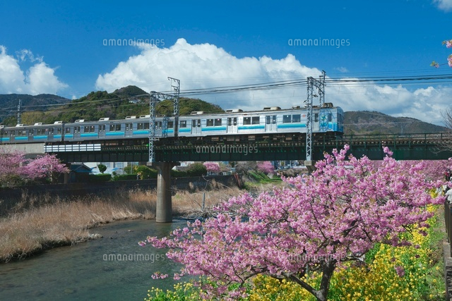 河津桜と普通列車と河津川
(c)NOBUAKI SUMIDA/SEBUN PHOTO