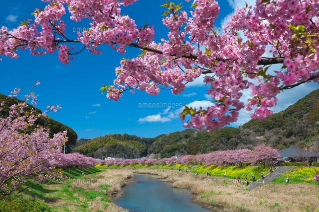 みなみの桜と青野川
(c)NOBUAKI SUMIDA/SEBUN PHOTO