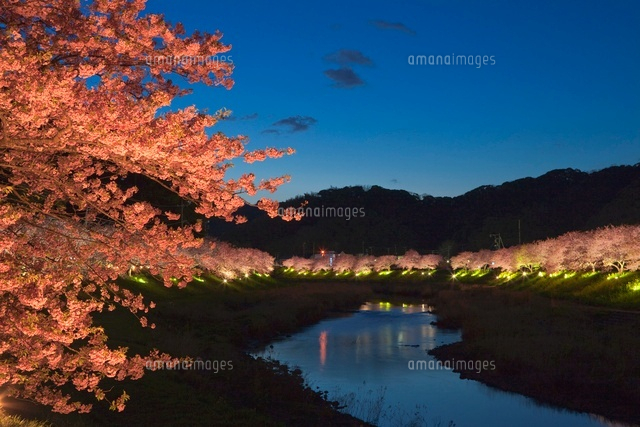 みなみの桜と青野川の夕景
(c)NOBUAKI SUMIDA/SEBUN PHOTO