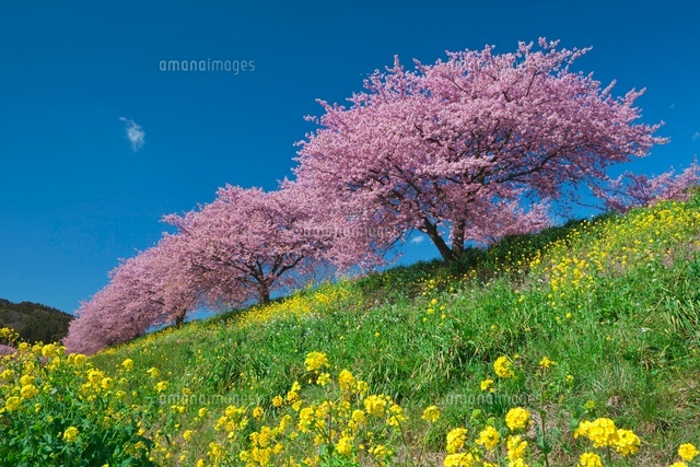 みなみの桜と青野川とナノ花
(c)NOBUAKI SUMIDA/SEBUN PHOTO