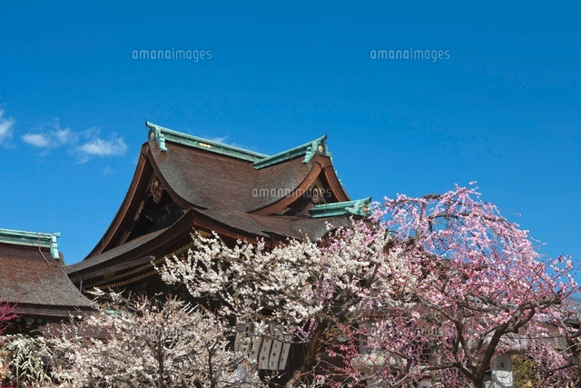 北野天満宮中門と梅
(c)NOBUAKI SUMIDA/SEBUN PHOTO