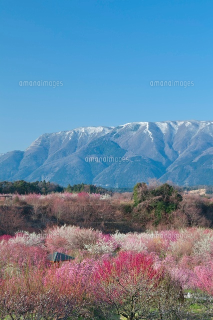 梅と藤原岳
(c)NOBUAKI SUMIDA/SEBUN PHOTO