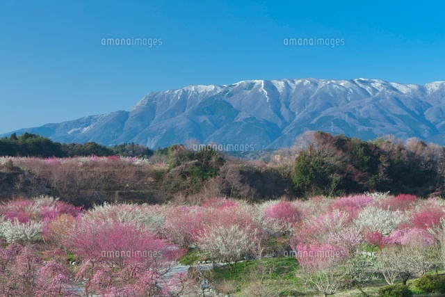 梅と藤原岳
(c)NOBUAKI SUMIDA/SEBUN PHOTO