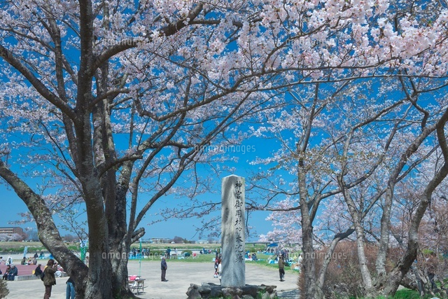 宮川堤の桜
(c)NOBUAKI SUMIDA/SEBUN PHOTO