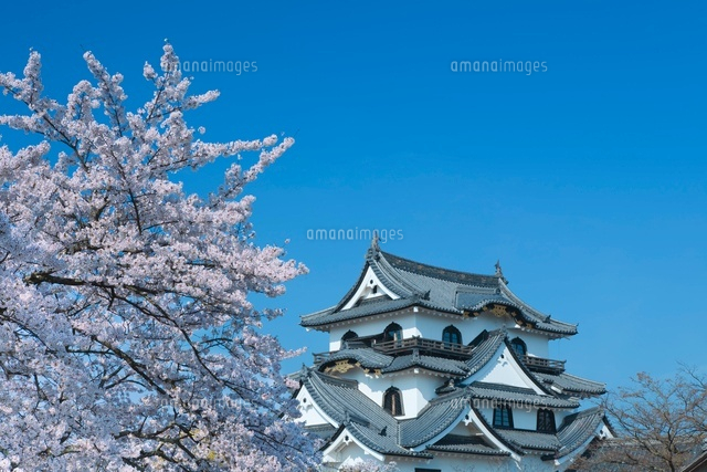彦根城とサクラ
(c)NOBUAKI SUMIDA/SEBUN PHOTO