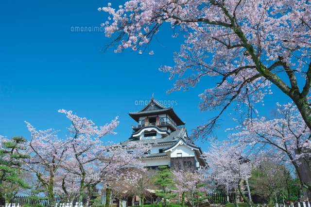 国宝犬山城の桜
(c)NOBUAKI SUMIDA/SEBUN PHOTO