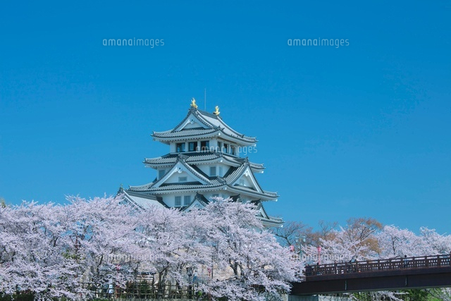 墨俣一夜城の桜
(c)NOBUAKI SUMIDA/SEBUN PHOTO