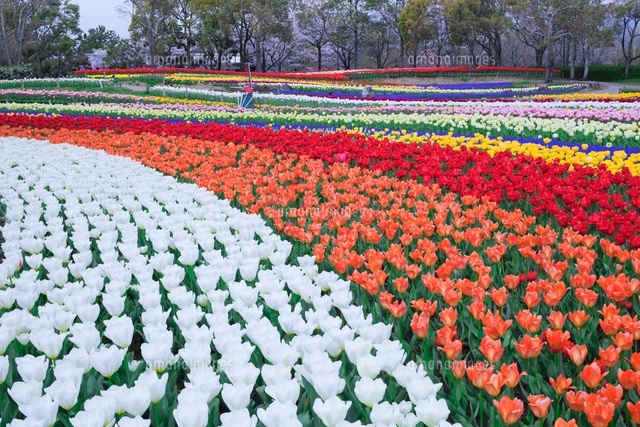 木曽三川公園のチューリップ
(c)NOBUAKI SUMIDA/SEBUN PHOTO