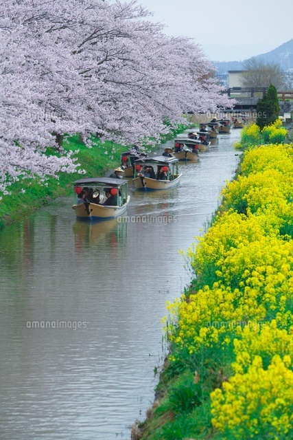 桜の水郷の舟めぐり
(c)NOBUAKI SUMIDA/SEBUN PHOTO