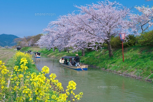 桜の水郷の舟めぐり
(c)NOBUAKI SUMIDA/SEBUN PHOTO