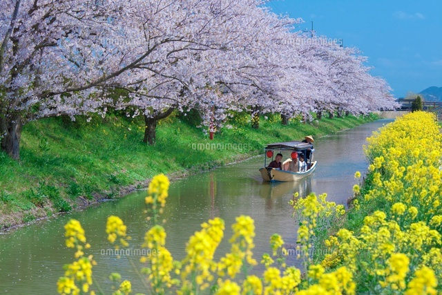 桜の水郷の舟めぐり
(c)NOBUAKI SUMIDA/SEBUN PHOTO