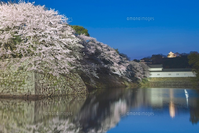 彦根城のサクラとライトアップ
(c)NOBUAKI SUMIDA/SEBUN PHOTO