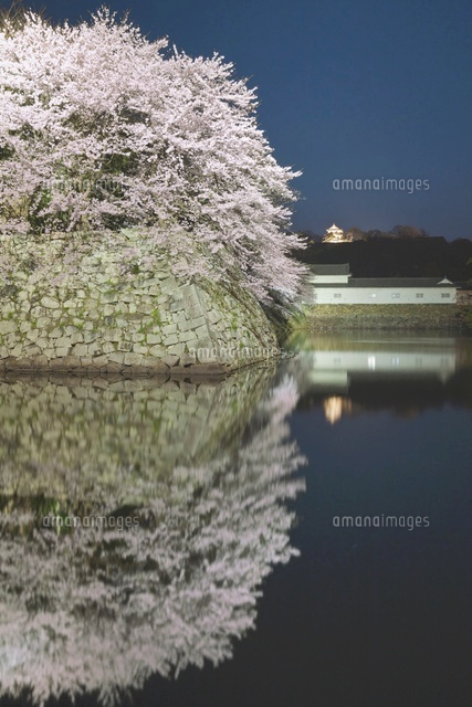 彦根城のサクラとライトアップ
(c)NOBUAKI SUMIDA/SEBUN PHOTO
