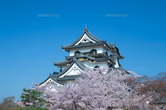 彦根城とサクラ
(c)NOBUAKI SUMIDA/SEBUN PHOTO