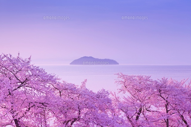 琵琶湖と竹生島と桜の朝
(c)NOBUAKI SUMIDA/SEBUN PHOTO