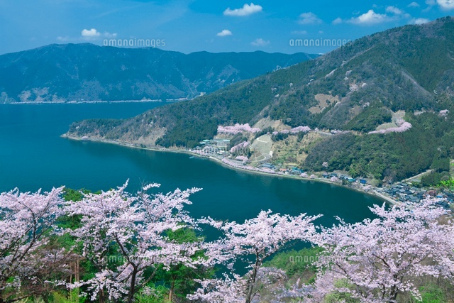 琵琶湖と桜と菅浦集落
(c)NOBUAKI SUMIDA/SEBUN PHOTO