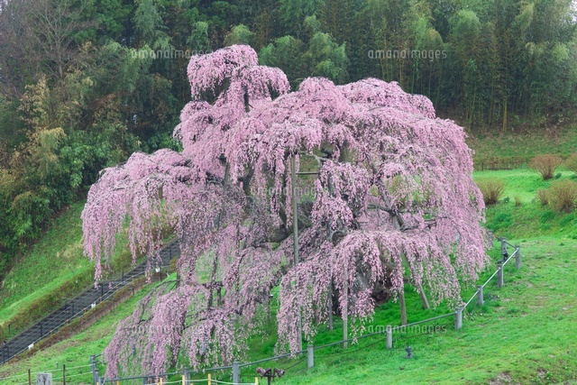 雨の三春の滝桜
(c)NOBUAKI SUMIDA/SEBUN PHOTO