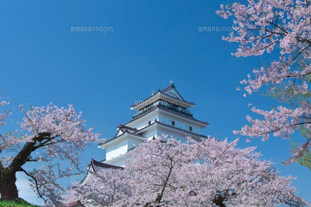鶴ヶ城の桜
(c)NOBUAKI SUMIDA/SEBUN PHOTO