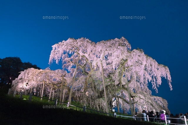 三春の滝桜のライトアップ
(c)NOBUAKI SUMIDA/SEBUN PHOTO