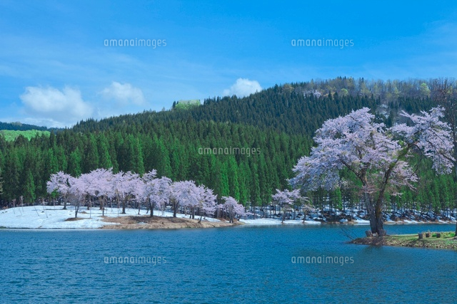 中子池の桜
(c)NOBUAKI SUMIDA/SEBUN PHOTO