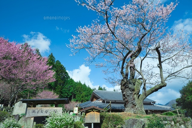 春谷寺のエドヒガンザクラ
(c)NOBUAKI SUMIDA/SEBUN PHOTO