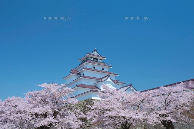 鶴ヶ城の桜
(c)NOBUAKI SUMIDA/SEBUN PHOTO